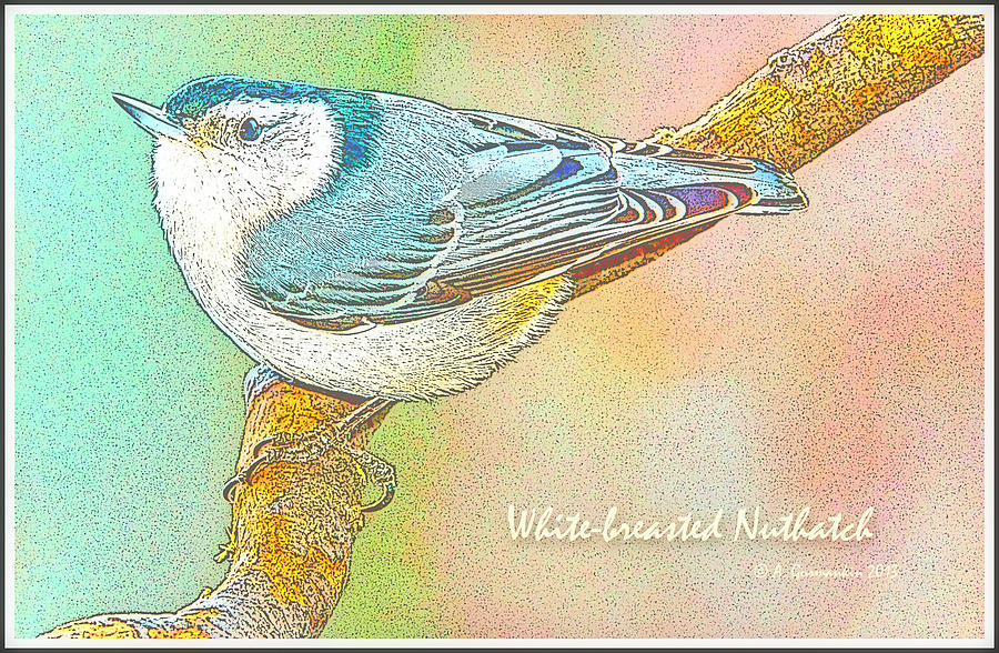 White-breasted Nuthatch  #5 Photograph by A Macarthur Gurmankin