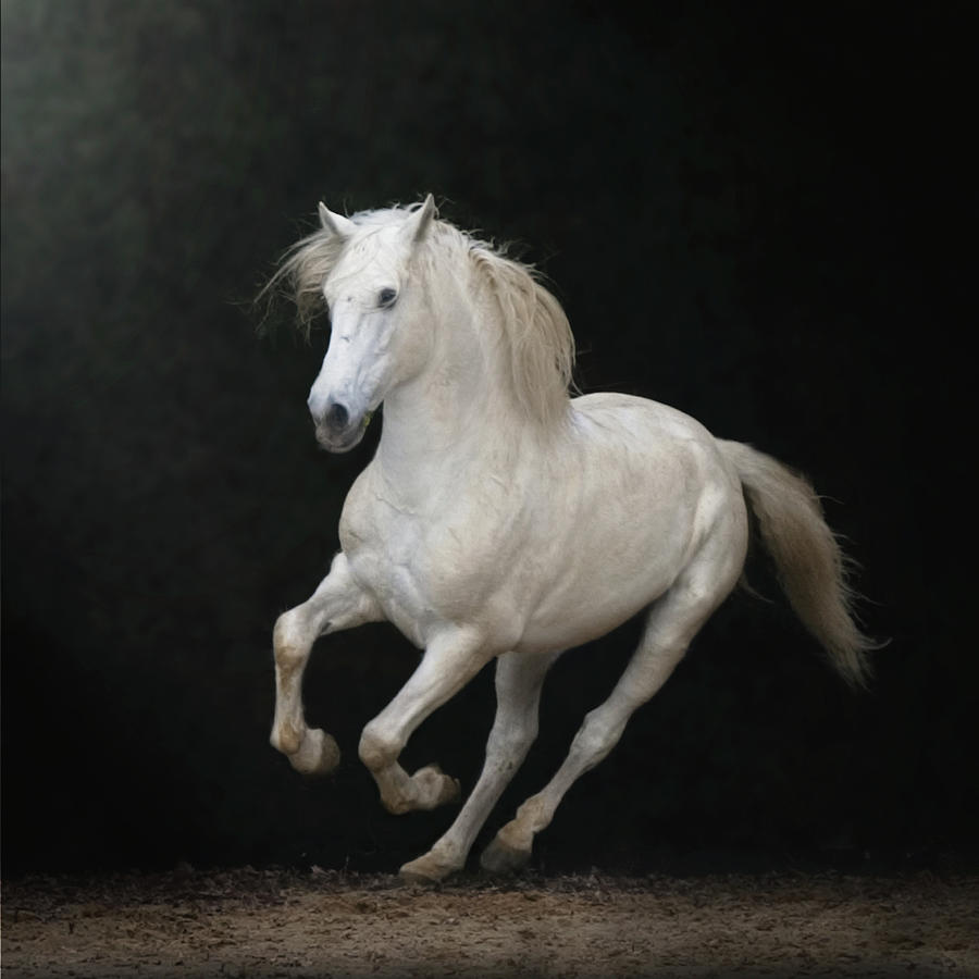 White Horse Galloping #5 Photograph by Christiana Stawski