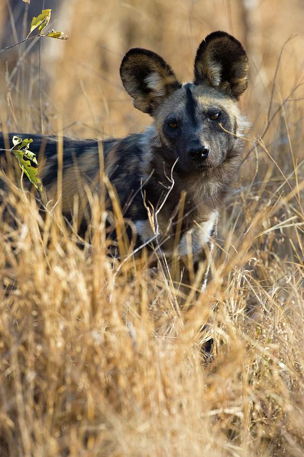 Mammal Photograph - Wild Dog (lycaon Pictus). Hoedspruit #5 by Roger De La Harpe