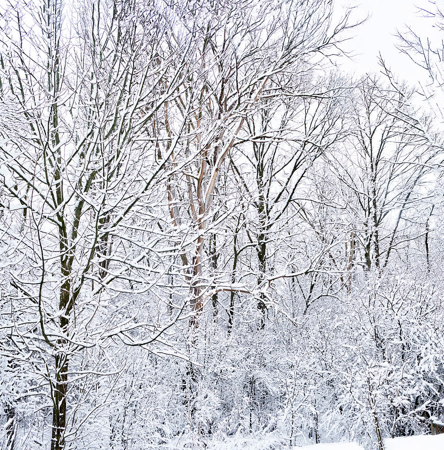 Winter Wonderland  #5 Photograph by Nick Mares