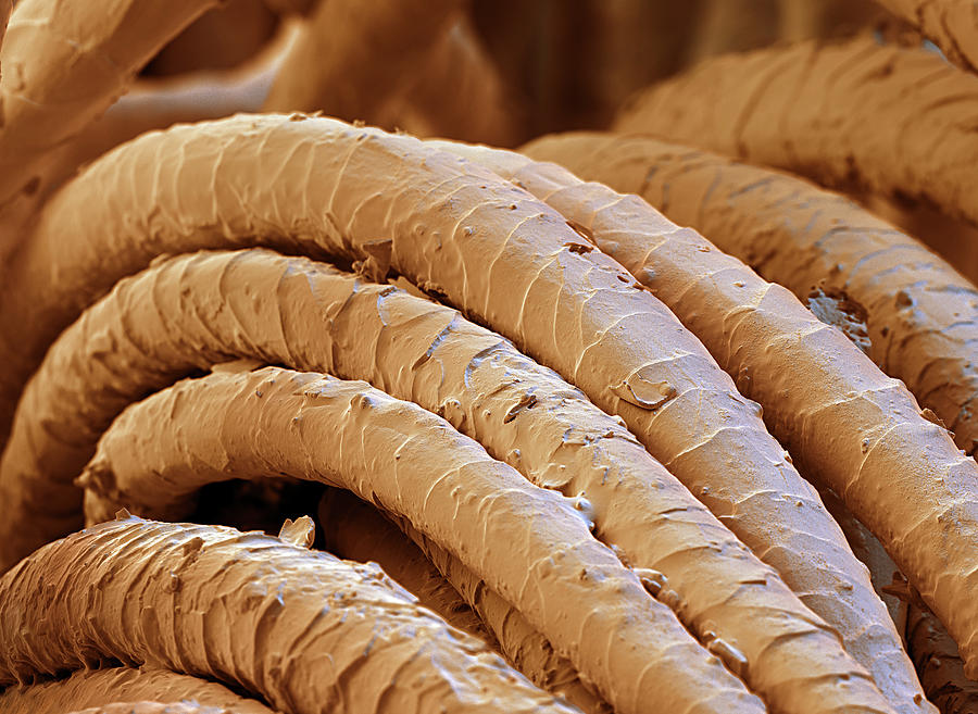 Wool Fibers, Sem #5 Photograph by Oliver Meckes EYE OF SCIENCE