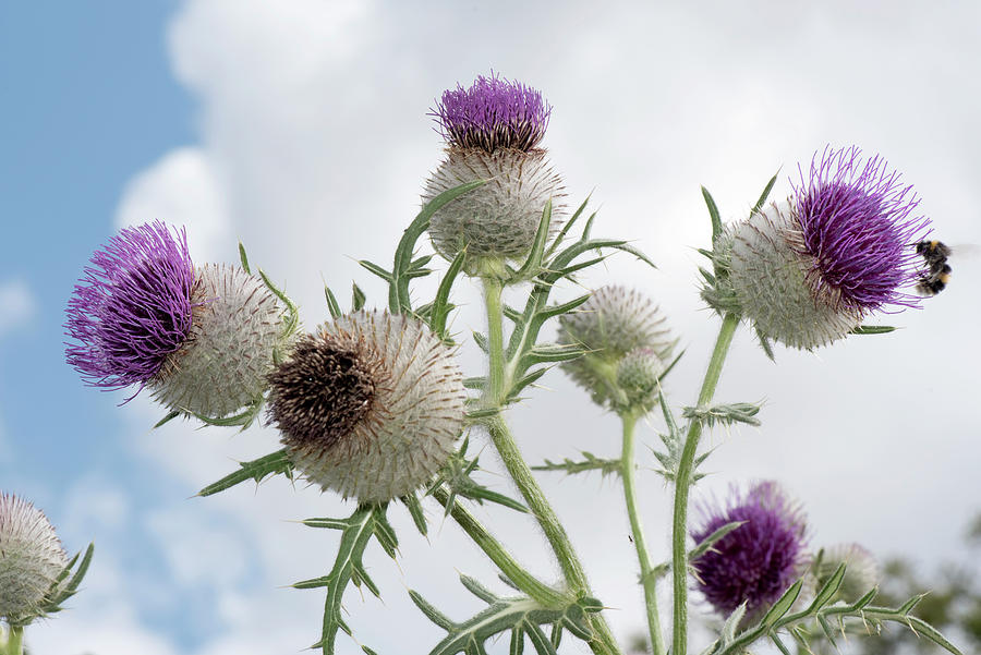 Woolly Thistle #5 Photograph by Nigel Cattlin