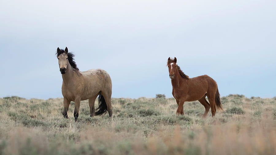 Wyoming Wild Horses #1 Photograph by Patrick Nowotny