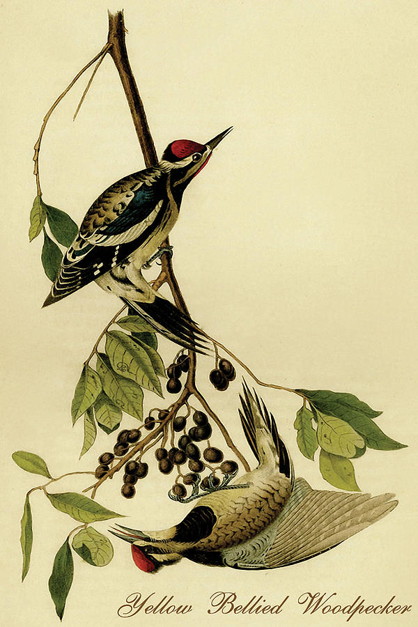 Yellow Bellied Woodpecker #5 Painting by John James  Audubon