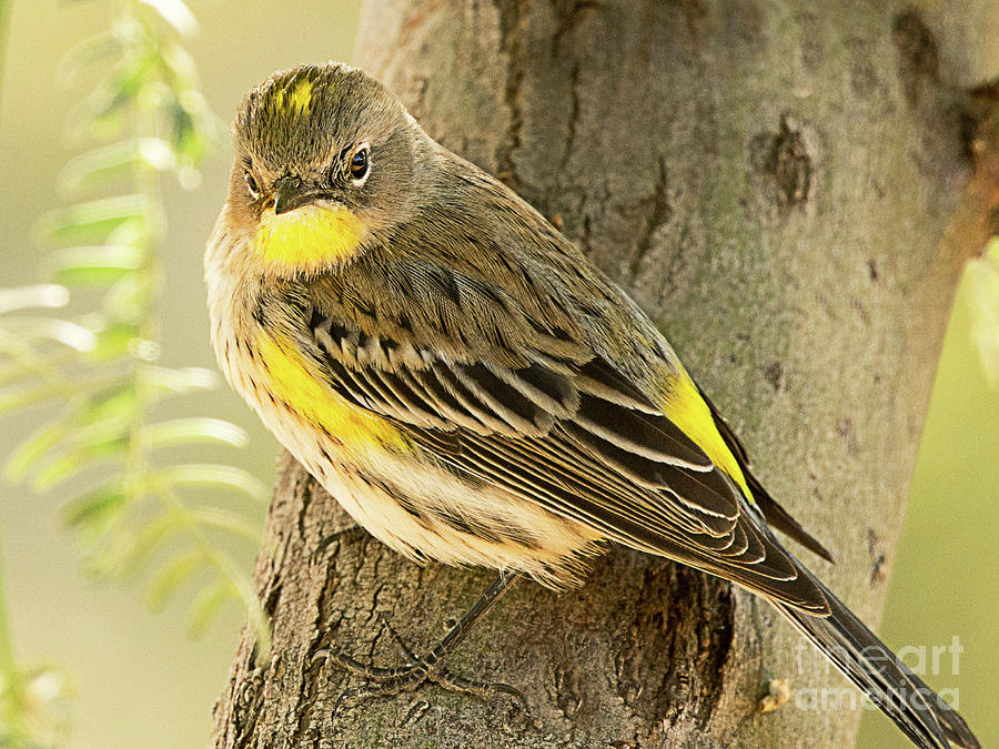Yellow-rumped Warbler #5 Photograph by Dennis Hammer