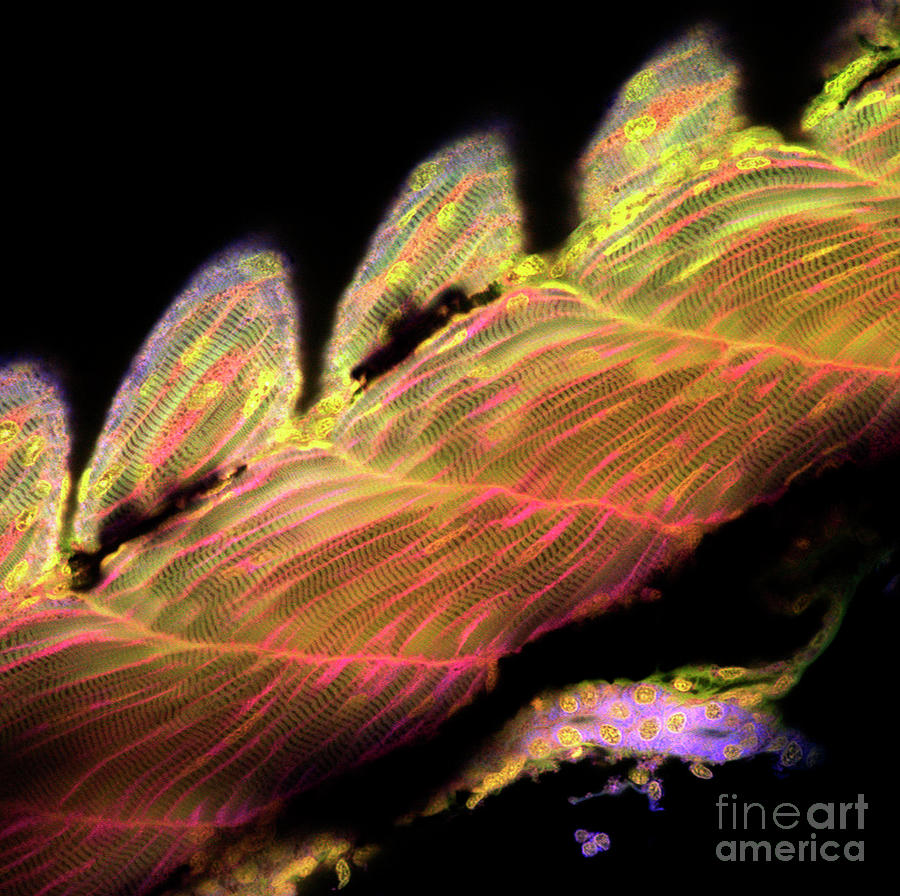 Zebrafish Muscle #5 Photograph by Stefanie Reichelt/science Photo Library