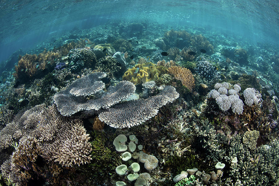 A Beautiful Coral Reef Thrives #50 Photograph by Ethan Daniels