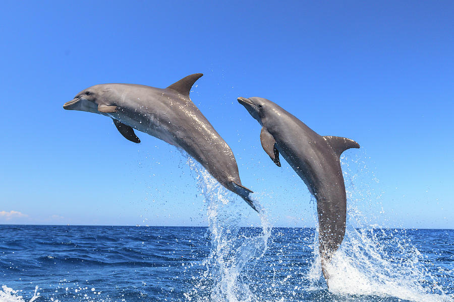Wildlife Photograph - Bottlenose Dolphins, Caribbean Sea #50 by Stuart Westmorland