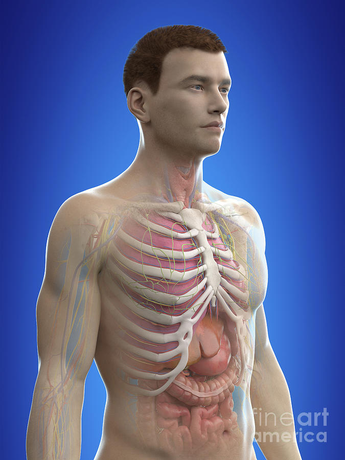 Human Anatomy Photograph By Sebastian Kaulitzkiscience Photo Library Pixels 0225