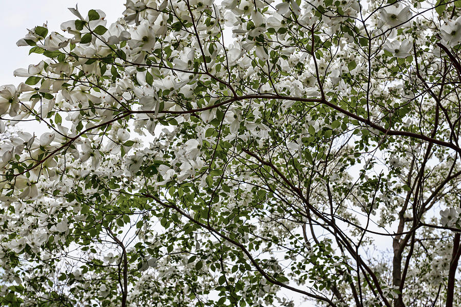 Spring Trees #50 Photograph by Robert Ullmann
