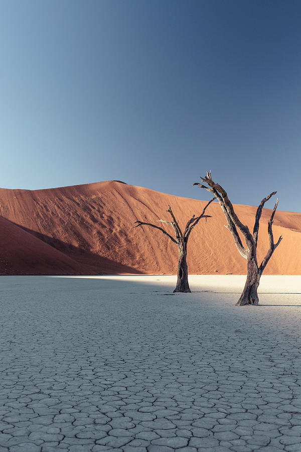 500-year-old Acacia Skeletons In The Deadvlei Clay Pan. Overlooking Big Daddy, With 380 Meters One Of The Worlds Talles Dunes. Sossusvlei, Namib Naukluft National Park, Hardap, Namibia. Photograph by Wilfried Feder
