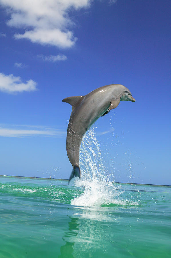 Bottlenose Dolphins, Caribbean Sea Photograph By Stuart Westmorland 