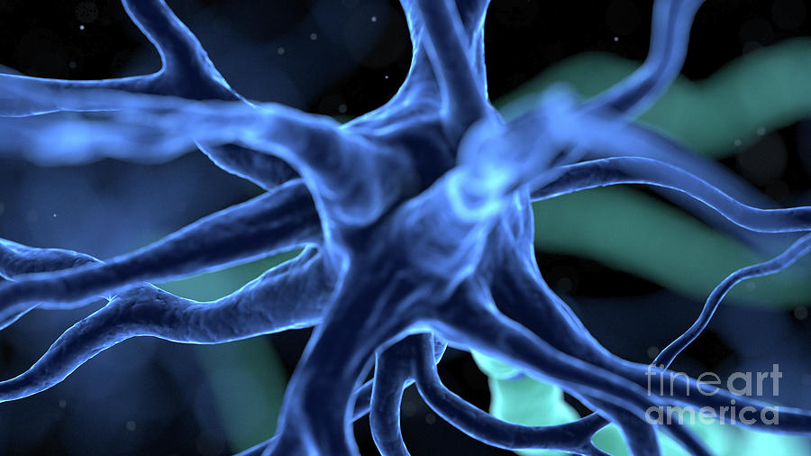 Human Nerve Cell #51 Photograph by Sebastian Kaulitzki/science Photo Library