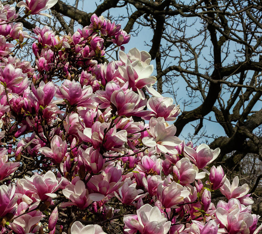 Magnolias #51 Photograph by Robert Ullmann