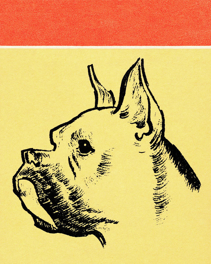 Vintage Drawing - Bulldog #52 by CSA Images