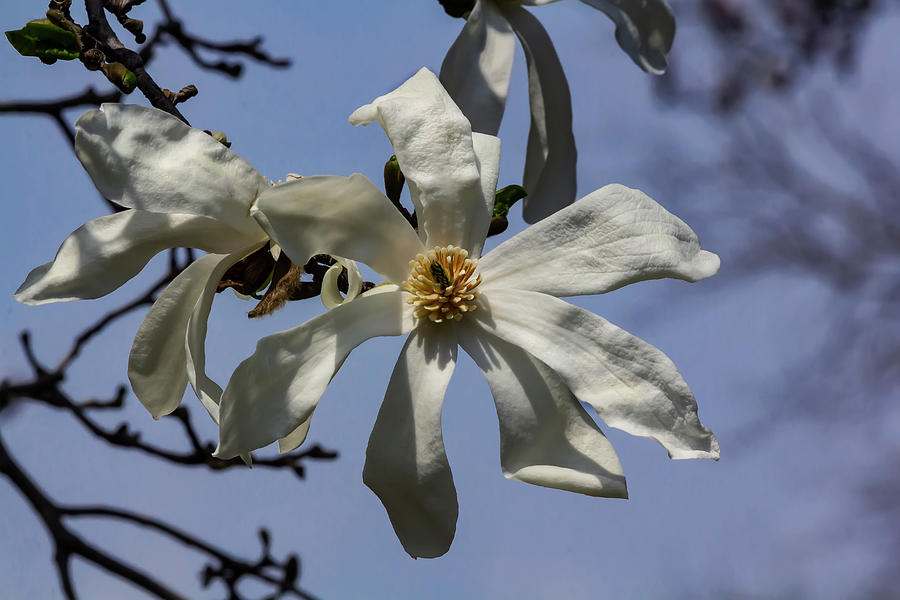 Magnolias #52 Photograph by Robert Ullmann