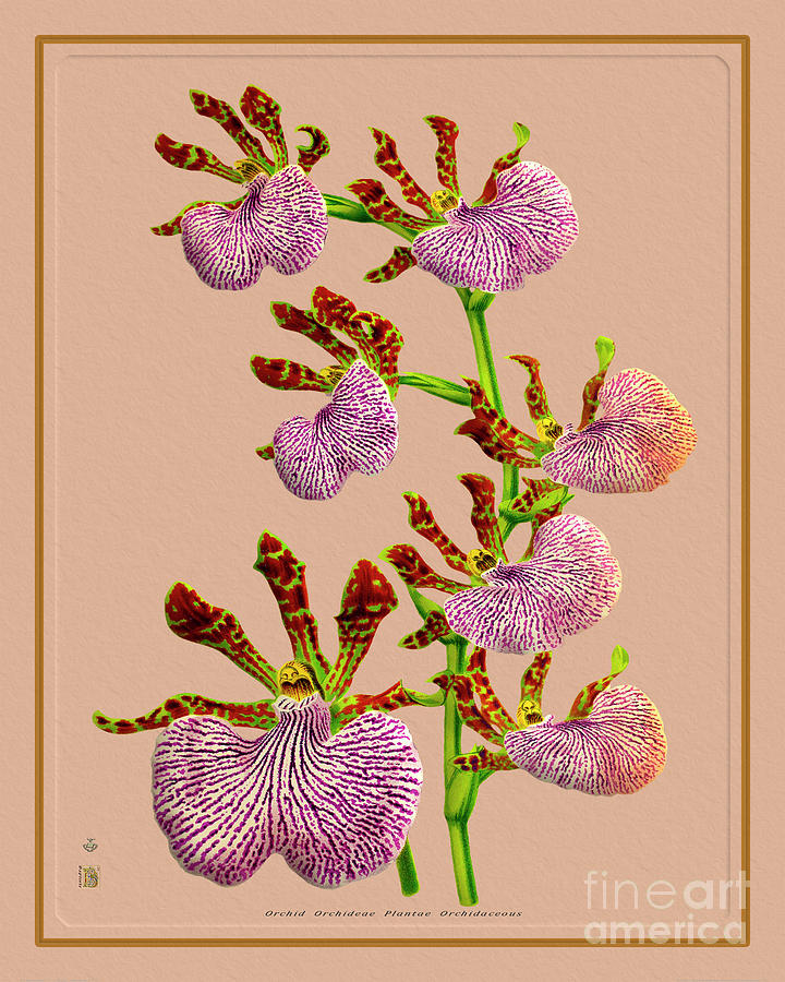 Orchid Flower Orchideae Plantae Botany Painting