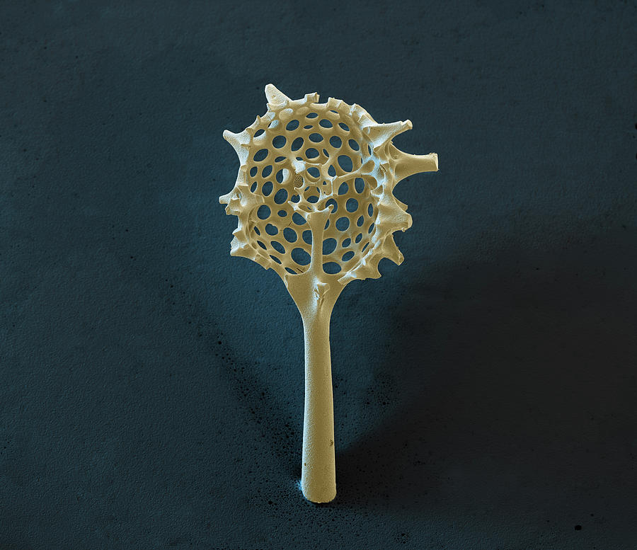 Radiolarian, Sem #52 Photograph by Oliver Meckes EYE OF SCIENCE