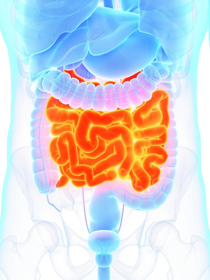 Small Intestine Photograph by Sebastian Kaulitzki/science Photo Library ...