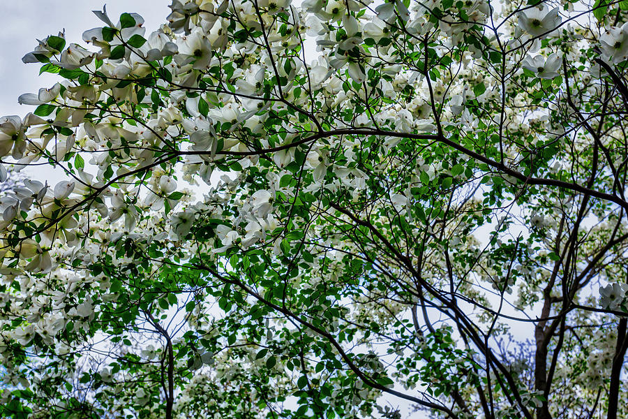 Spring Trees #52 Photograph by Robert Ullmann