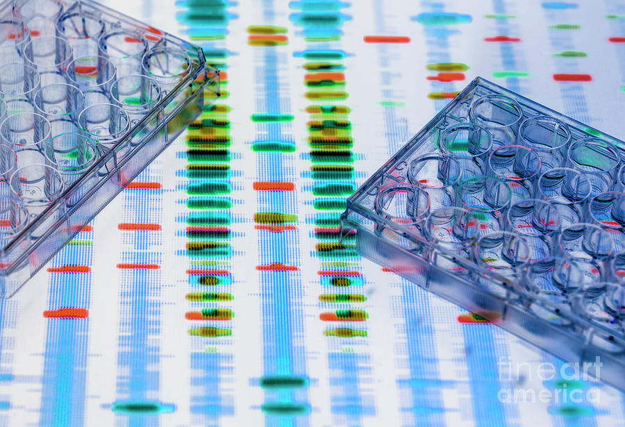 Dna Research #53 Photograph by Tek Image/science Photo Library