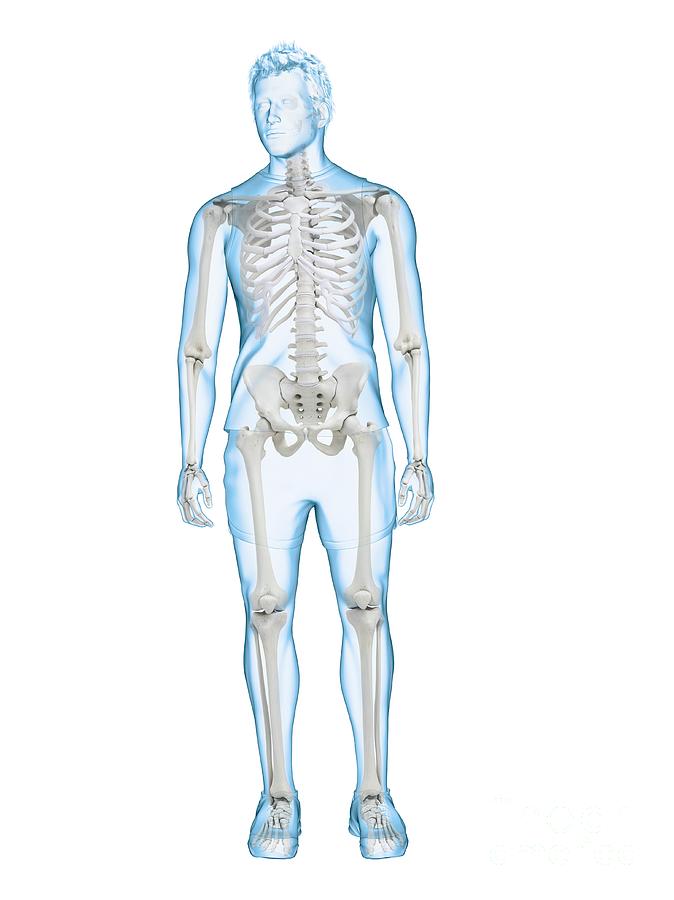 3d Photograph - Human Skeleton by Sebastian Kaulitzki/science Photo Library 3d Photograph - Human Skeleton by Sebastian Kaulitzki/science Photo Library