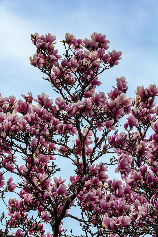 Magnolias #53 Photograph by Robert Ullmann