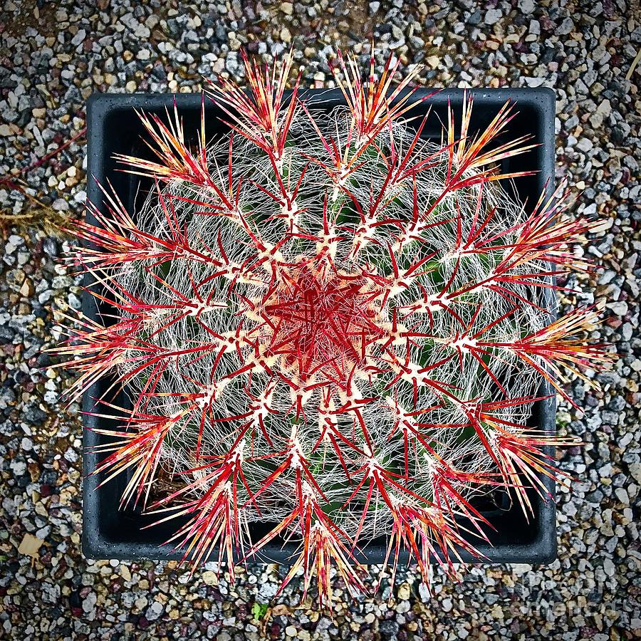 535 Cactus Fractals Mixed Media by Michael Bobay