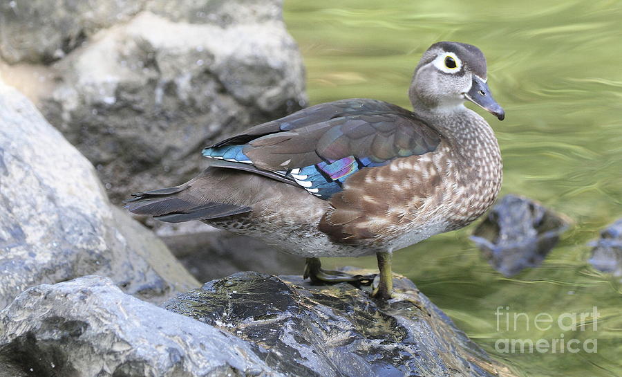 Female Wood Duck by Ken Keener Female Wood Duck by Ken Keener