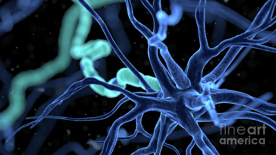 Human Nerve Cell #54 Photograph by Sebastian Kaulitzki/science Photo Library