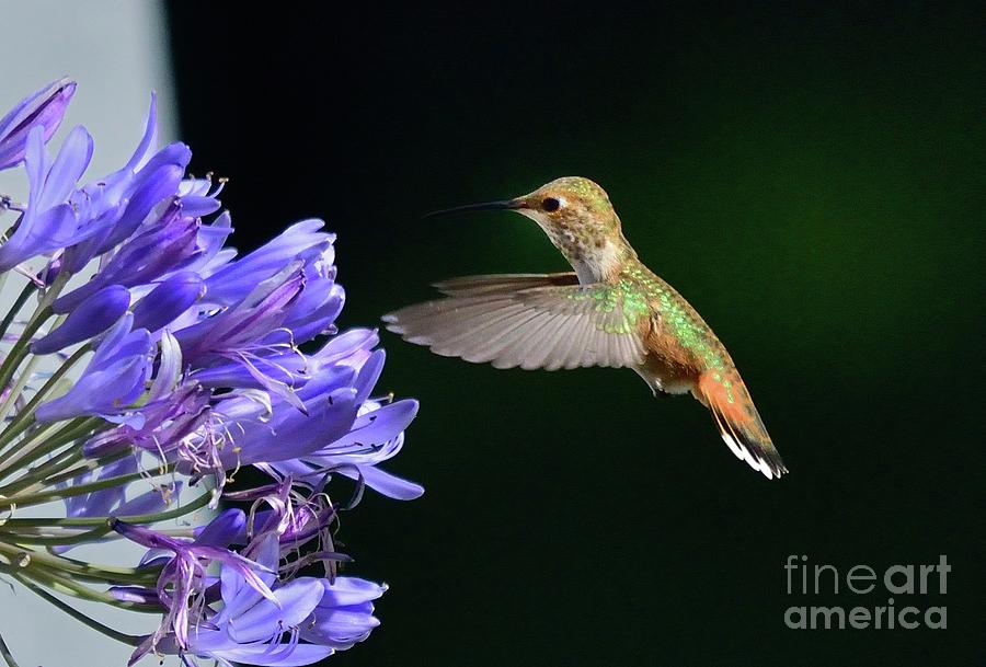 Hummingbird #54 Photograph by Marc Bittan