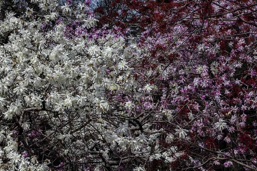 Magnolias #54 Photograph by Robert Ullmann