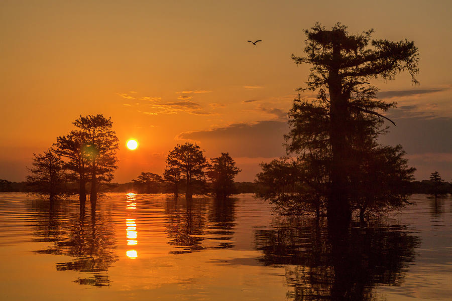 Tree Photograph - USA, Louisiana, Lake Martin #54 by Jaynes Gallery