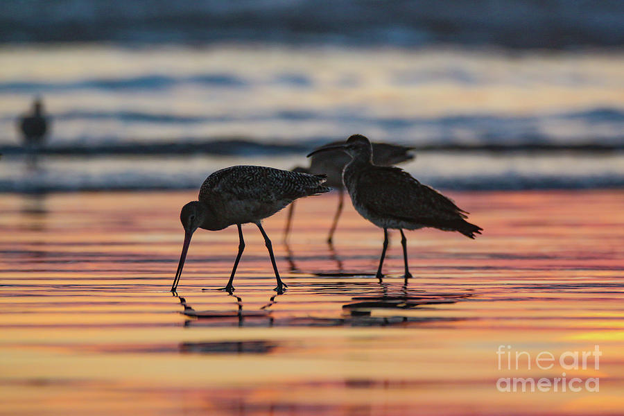 5427 Shorebird Sunset Photograph by Craig Corwin