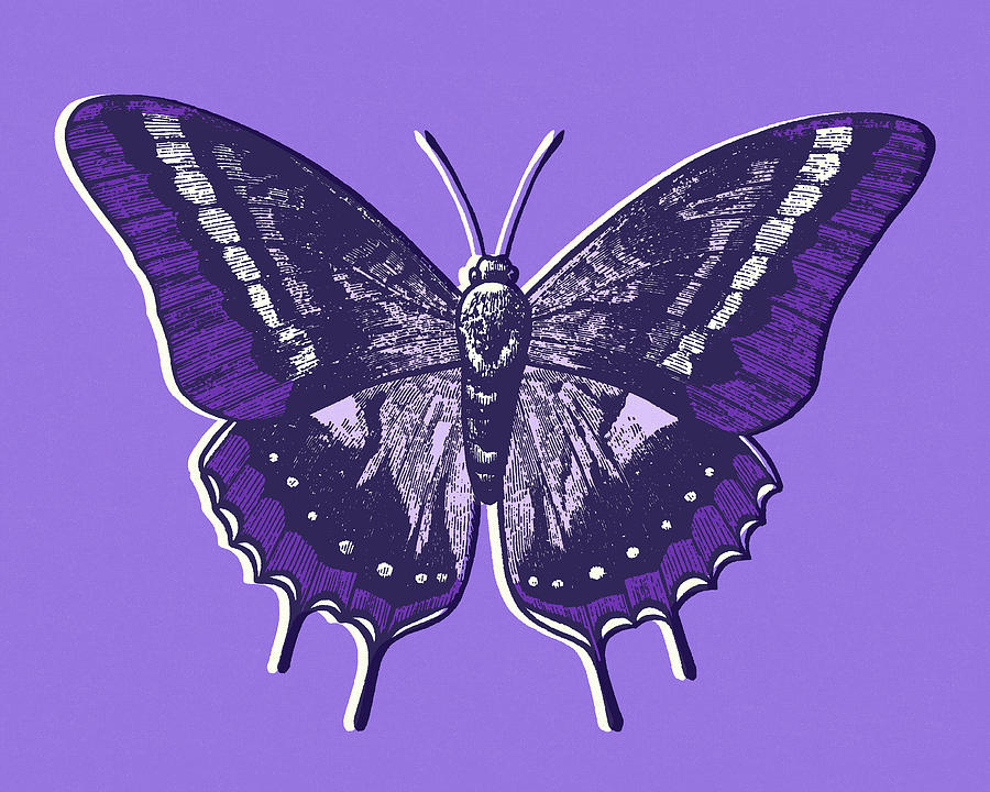 Butterfly Drawing - Butterfly #55 by CSA Images
