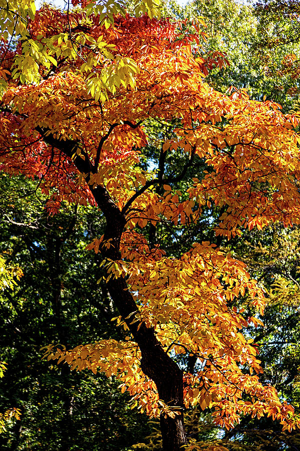 Fall Trees #55 Photograph by Robert Ullmann