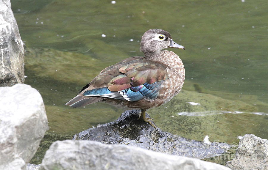 Female Wood Duck by Ken Keener Female Wood Duck by Ken Keener
