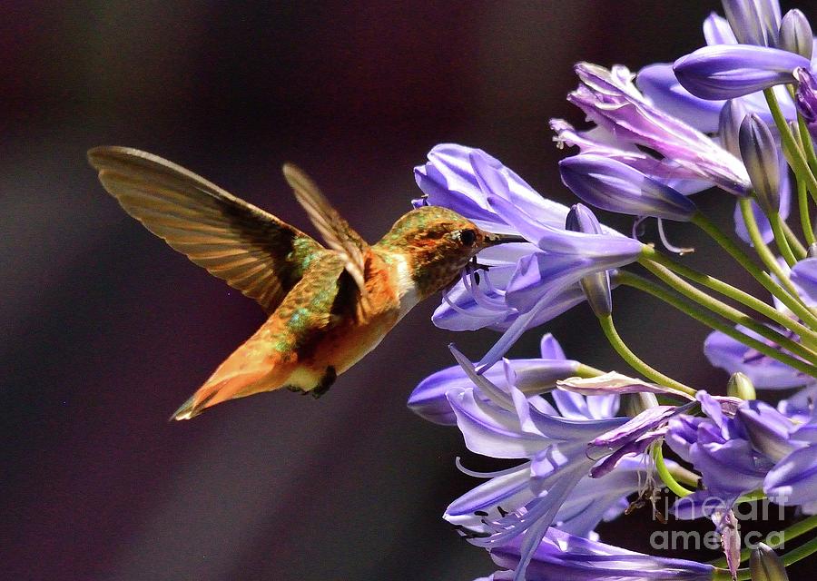 Hummingbird #55 Photograph by Marc Bittan