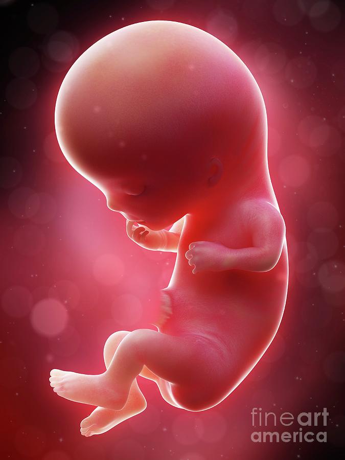 Development Photograph - Illustration Of A Human Foetus #55 by Sebastian Kaulitzki/science Photo Library