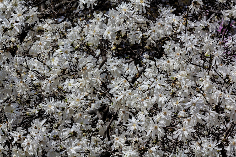 Magnolias #55 Photograph by Robert Ullmann