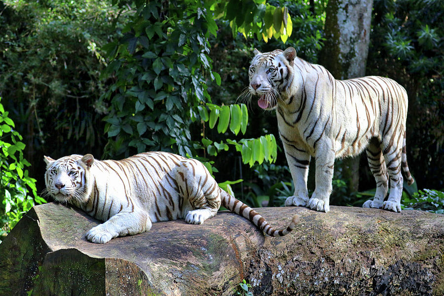 Singapore Zoo #55 Photograph by Paul James Bannerman
