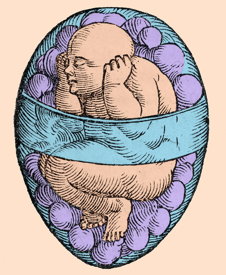 Fetus in Utero, Jacob Rueff, c. 1580s Photograph by Science Source