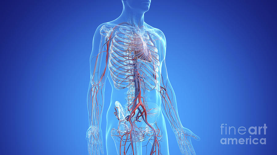 Vascular System Photograph By Sebastian Kaulitzki/science Photo Library ...