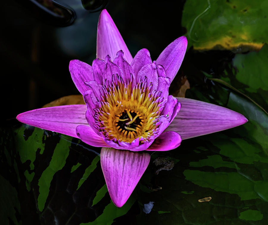 Water Lily #55 Photograph by Robert Ullmann