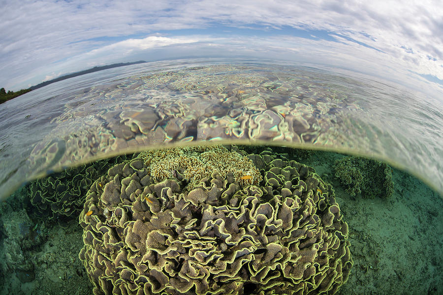 Nature Photograph - A Beautiful Coral Reef Thrives #56 by Ethan Daniels