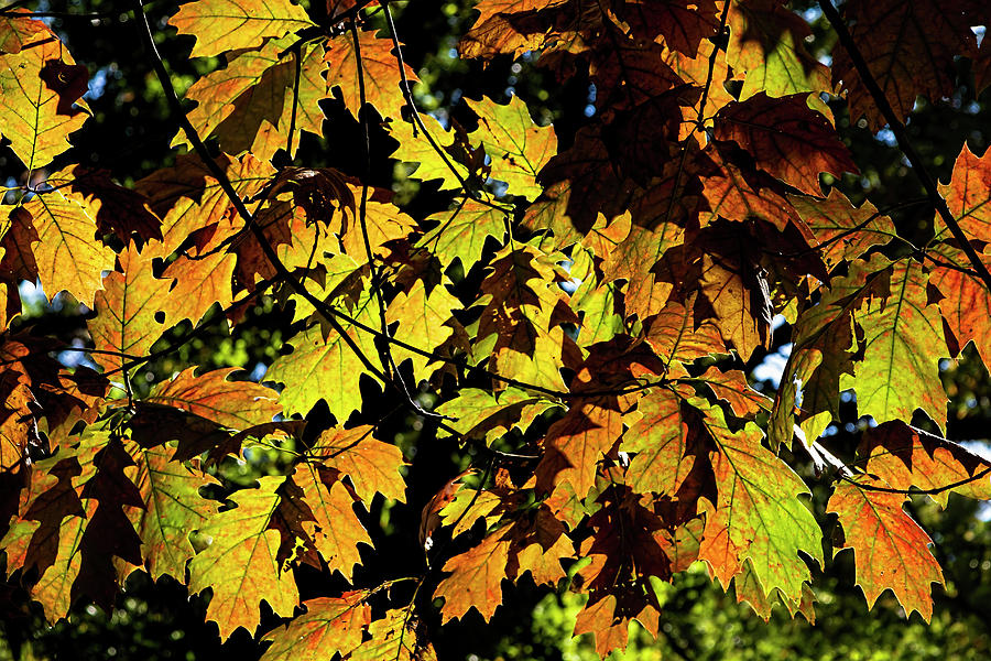 Fall Leaves #56 Photograph by Robert Ullmann
