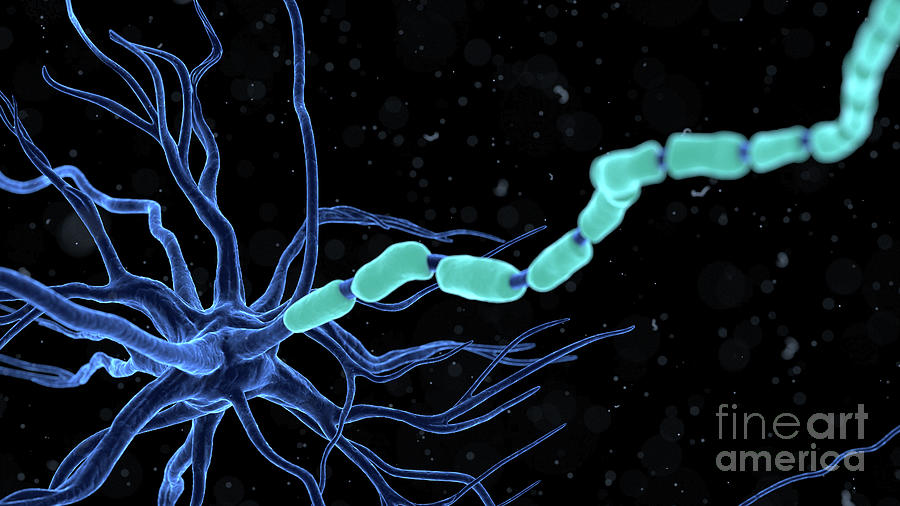 Human Nerve Cell #56 Photograph by Sebastian Kaulitzki/science Photo Library