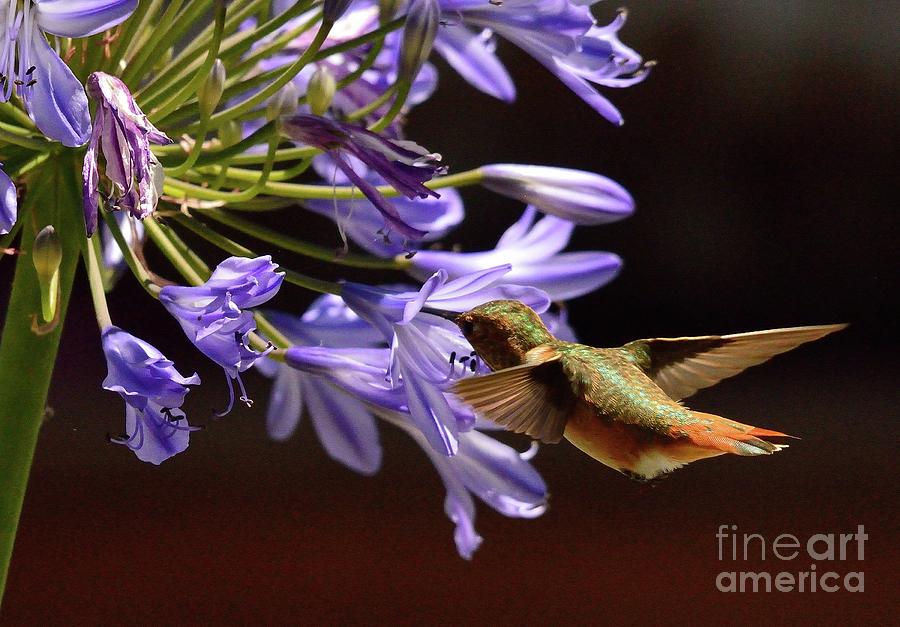 Hummingbird #56 Photograph by Marc Bittan