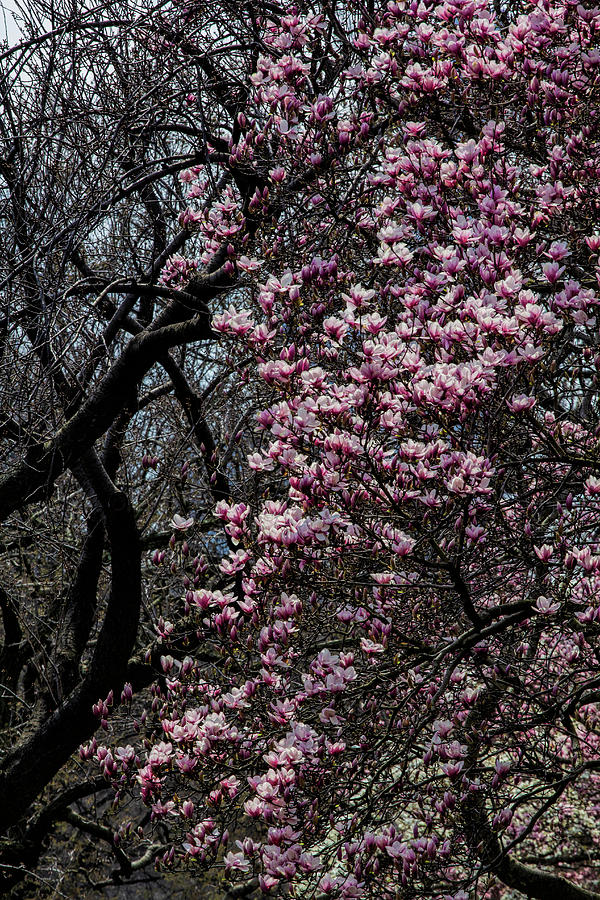 Magnolias #56 Photograph by Robert Ullmann