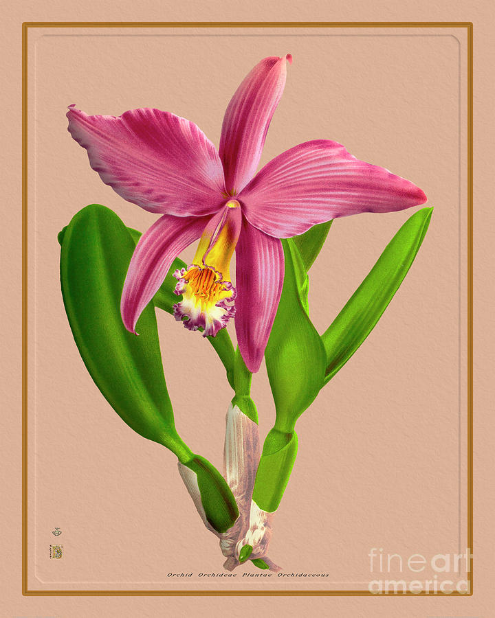 Vintage Painting - Orchid Flower Orchideae Plantae Botany #56 by Baptiste Posters